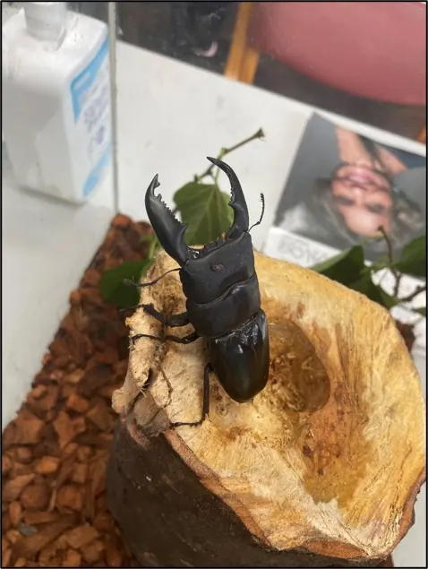 カブトムシの幼虫